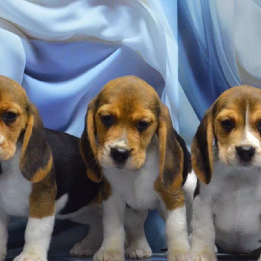 Adorable Beagle Puppies for Sale Ready to Join Your Family!