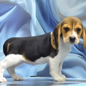Adorable Beagle Puppies for Sale Ready to Join Your Family!
