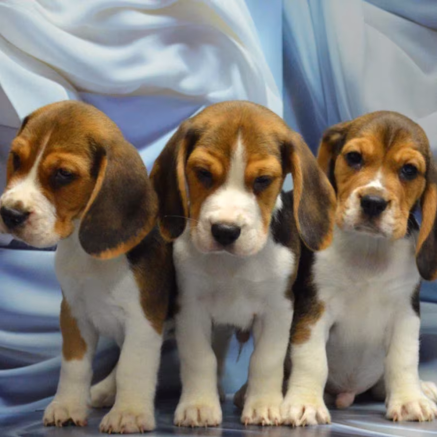 Adorable Beagle Puppies for Sale Ready to Join Your Family!