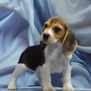 Adorable Beagle Puppies for Sale Ready to Join Your Family!