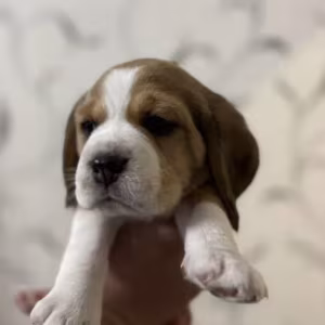 Beagle Puppies for Sale Affordable and Healthy Companions