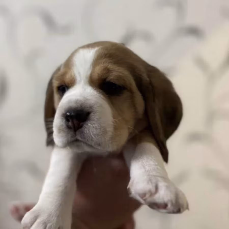 Beagle Puppies for Sale Affordable and Healthy Companions