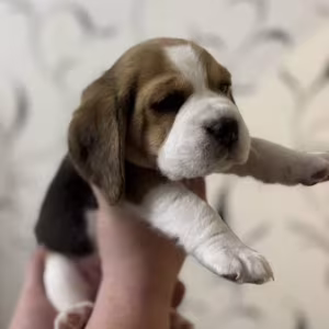 Beagle Puppies for Sale Affordable and Healthy Companions