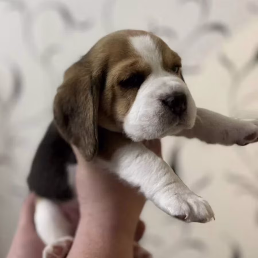 Beagle Puppies for Sale Affordable and Healthy Companions