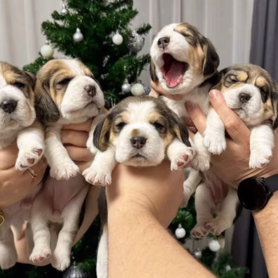Beagle Puppies for Sale Affordable and Healthy Companions