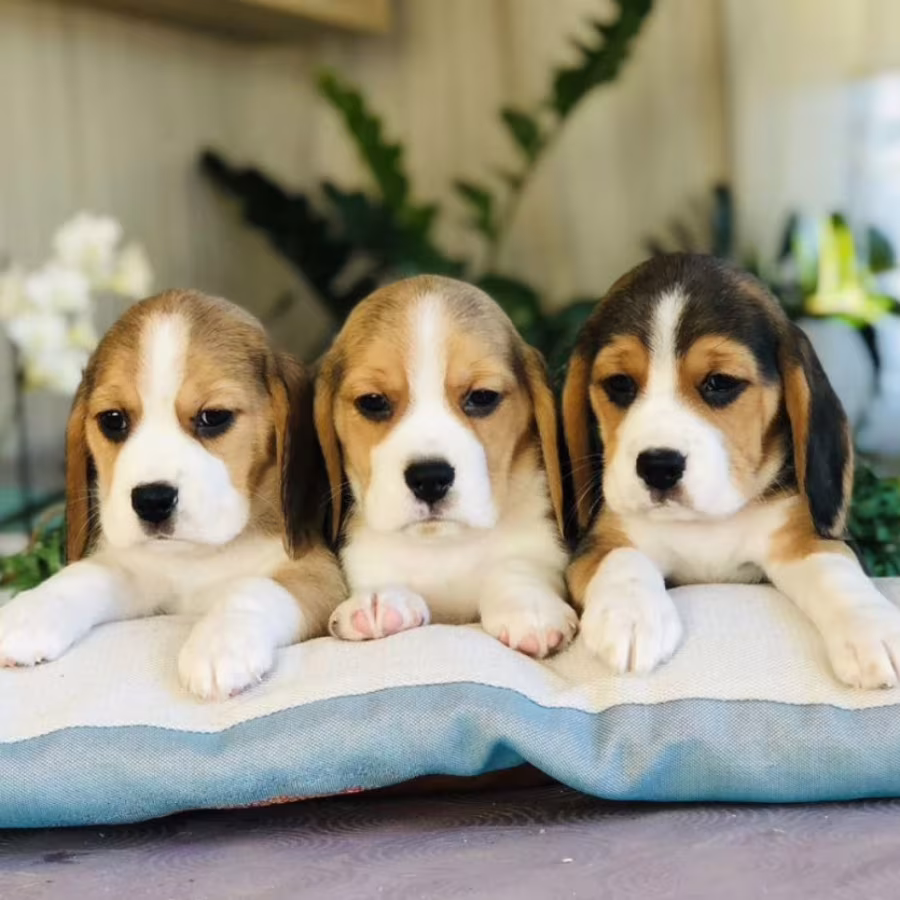 Purebred Beagle Puppies for Sale Perfect Family Pets