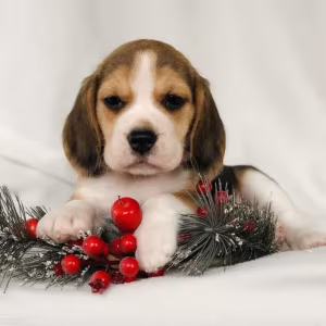 Purebred Beagle Puppies for Sale Perfect Family Pets