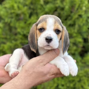 Purebred Beagle Puppies for Sale Perfect Family Pets