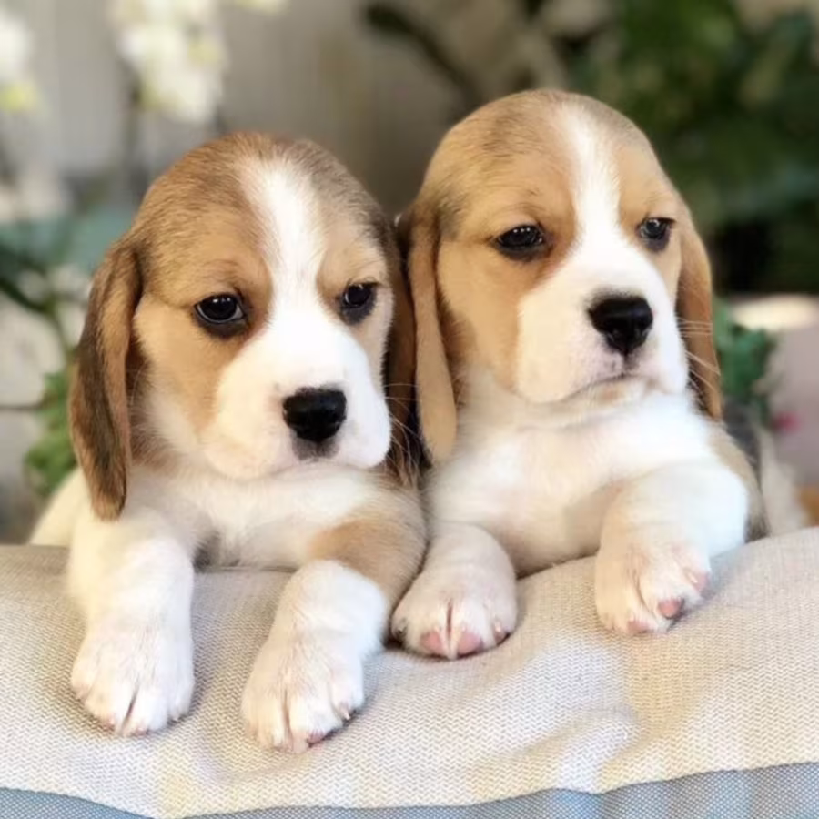 Purebred Beagle Puppies for Sale Perfect Family Pets