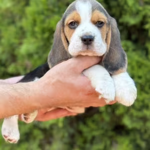 Purebred Beagle Puppies for Sale Perfect Family Pets