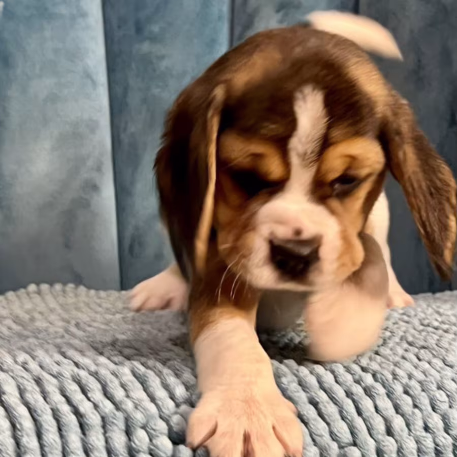 Healthy Beagle Puppies for Sale Raised with Love and Care