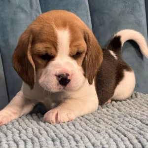 Healthy Beagle Puppies for Sale Raised with Love and Care