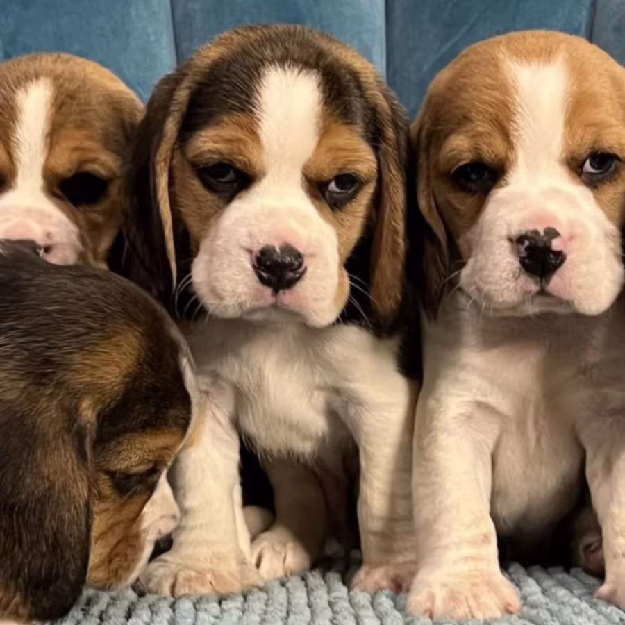 Healthy Beagle Puppies for Sale Raised with Love and Care