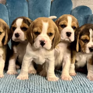 Healthy Beagle Puppies for Sale Raised with Love and Care