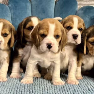 Healthy Beagle Puppies for Sale Raised with Love and Care