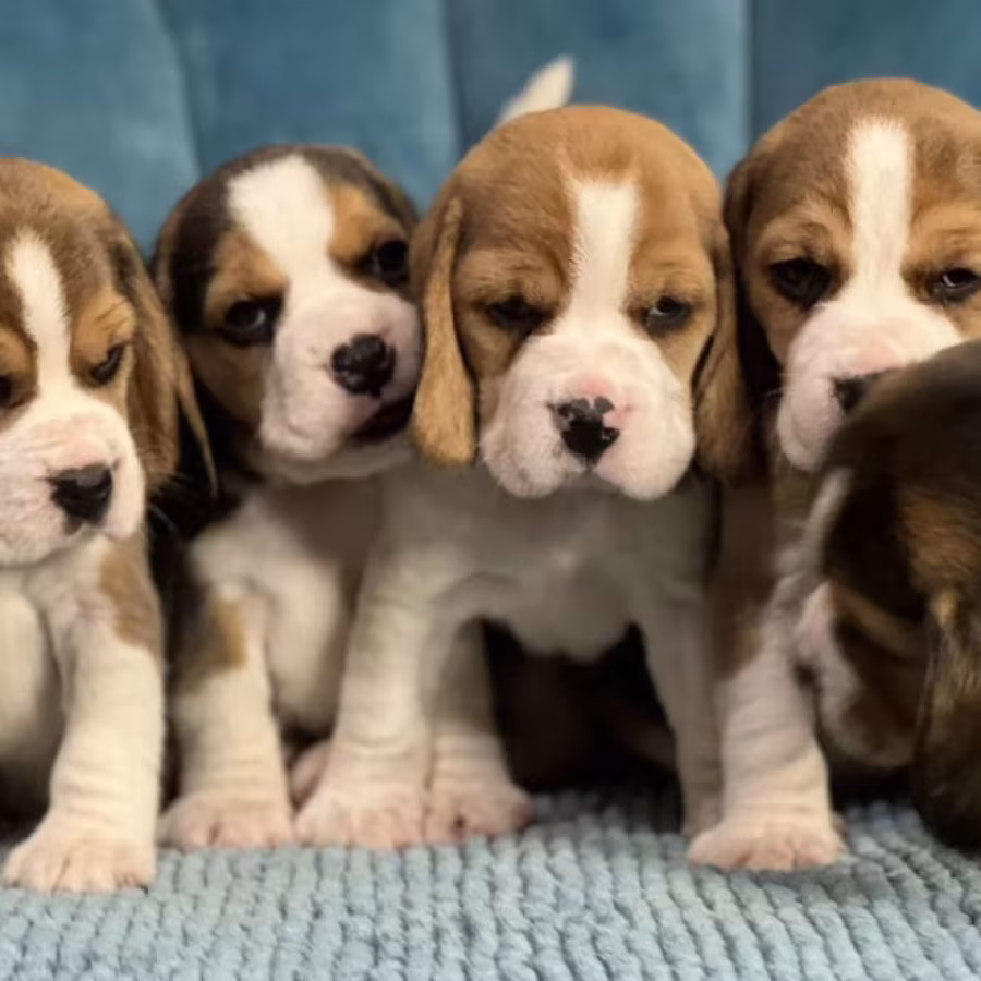 Healthy Beagle Puppies for Sale Raised with Love and Care