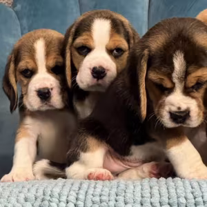 Healthy Beagle Puppies for Sale Raised with Love and Care
