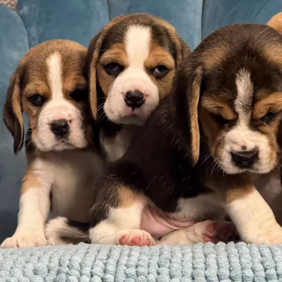 Healthy Beagle Puppies for Sale Raised with Love and Care