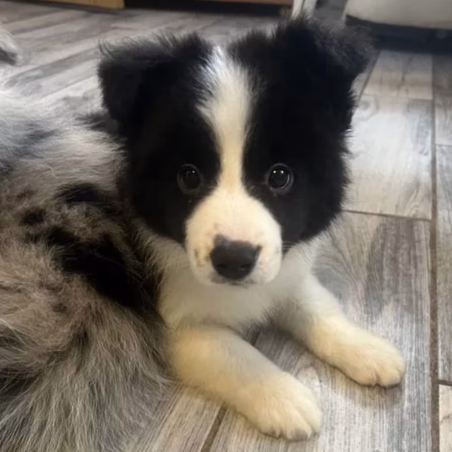Collie Puppies for Sale in Alabama Discover Your New Best Friend!