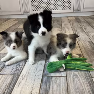 Collie Puppies for Sale in Alabama Discover Your New Best Friend!