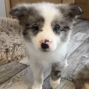 Collie Puppies for Sale in Alabama Discover Your New Best Friend!