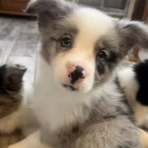 Collie Puppies for Sale in Alabama Discover Your New Best Friend!
