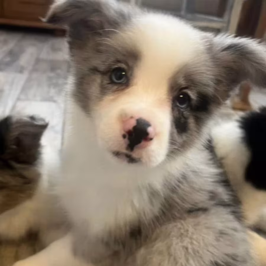 Collie Puppies for Sale in Alabama Discover Your New Best Friend!