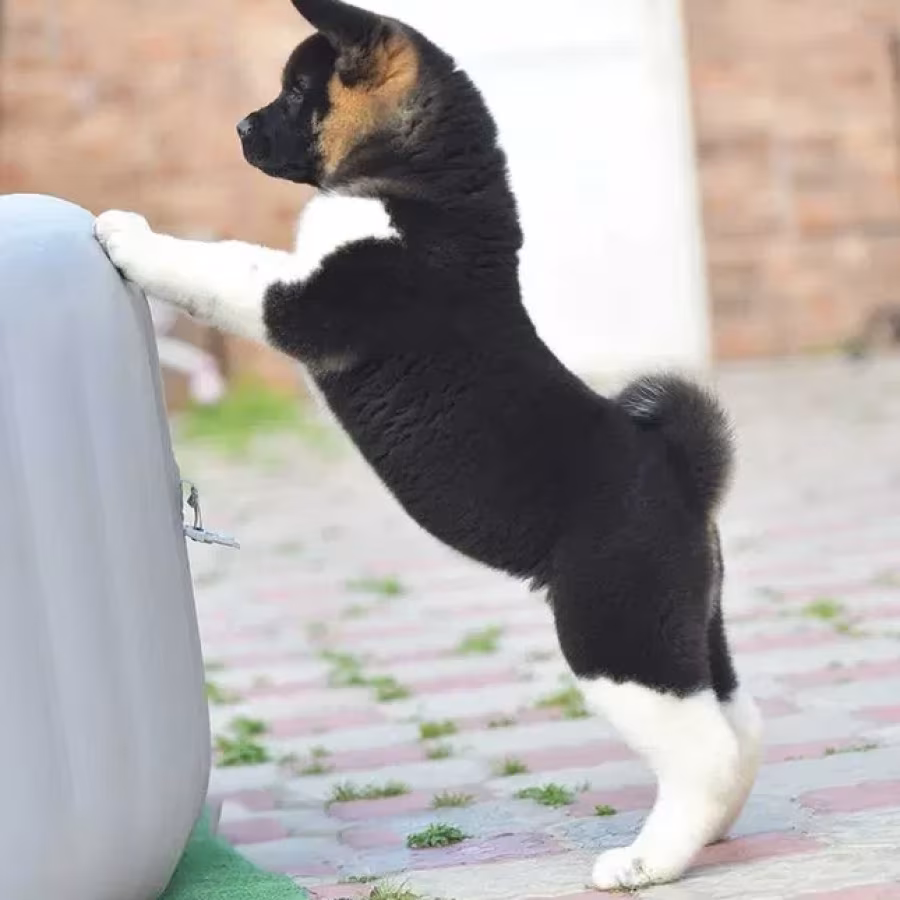 Adorable 4-Month-Old American Akita Girl for Sale!