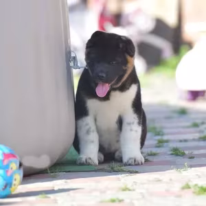 Adorable 4-Month-Old American Akita Girl for Sale!