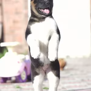Adorable 4-Month-Old American Akita Girl for Sale!