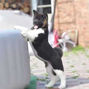 Adorable 4-Month-Old American Akita Girl for Sale!