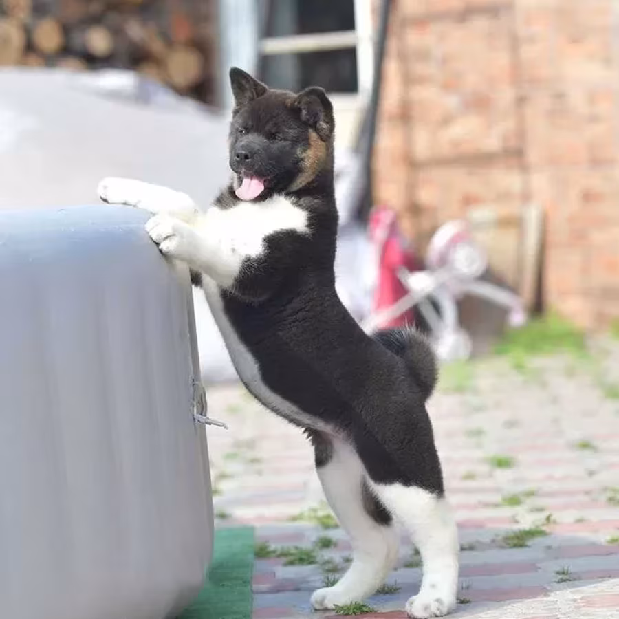 Adorable 4-Month-Old American Akita Girl for Sale!