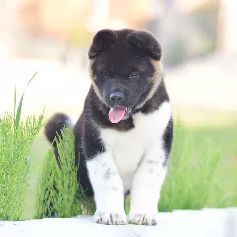 Adorable 4-Month-Old American Akita Girl for Sale!