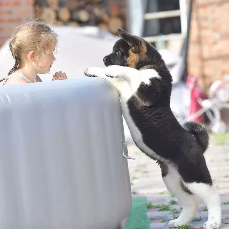 Adorable 4-Month-Old American Akita Girl for Sale!