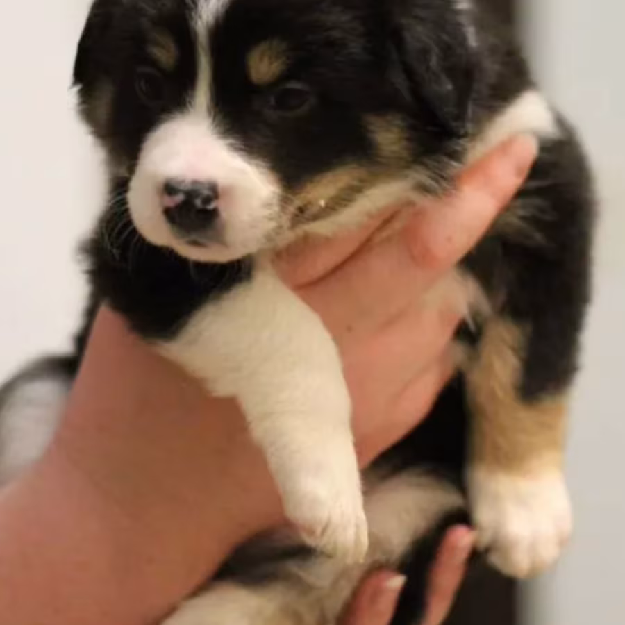Adorable Collie Puppies for Sale in Arizona Act Now!