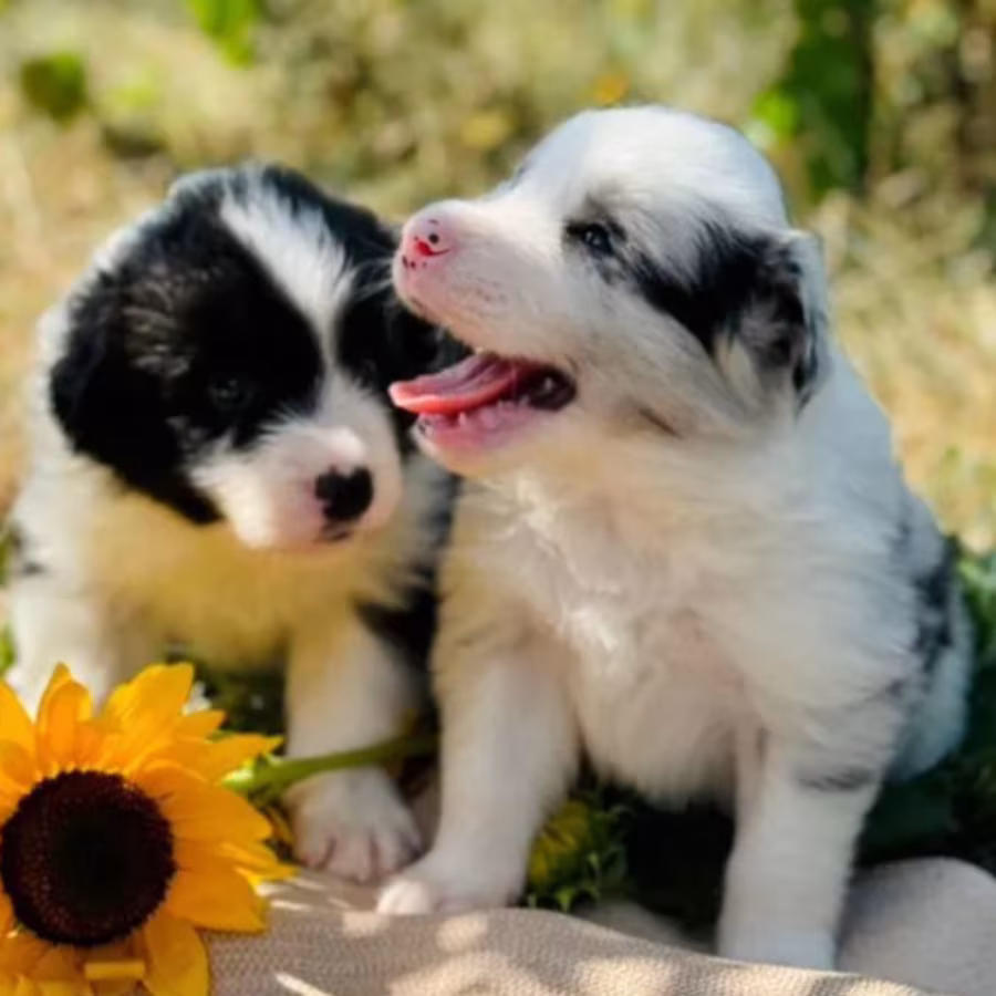 Adorable Collie Puppies for Sale in Arizona Act Now!