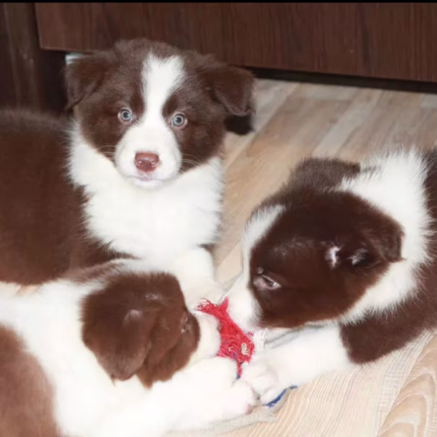 Adorable Collie Puppies for Sale in Arizona Act Now!