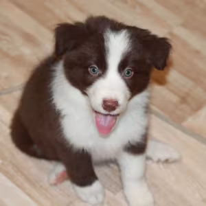 Adorable Collie Puppies for Sale in Arizona Act Now!