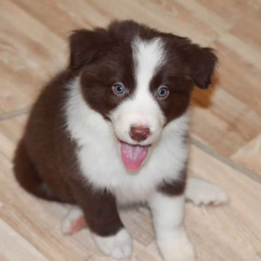 Adorable Collie Puppies for Sale in Arizona Act Now!