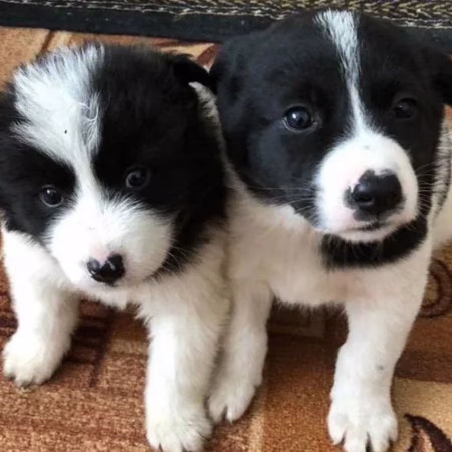 Collie Puppies for Sale in Arkansas Perfect Family Pets!