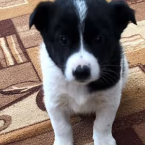 Collie Puppies for Sale in Arkansas Perfect Family Pets!