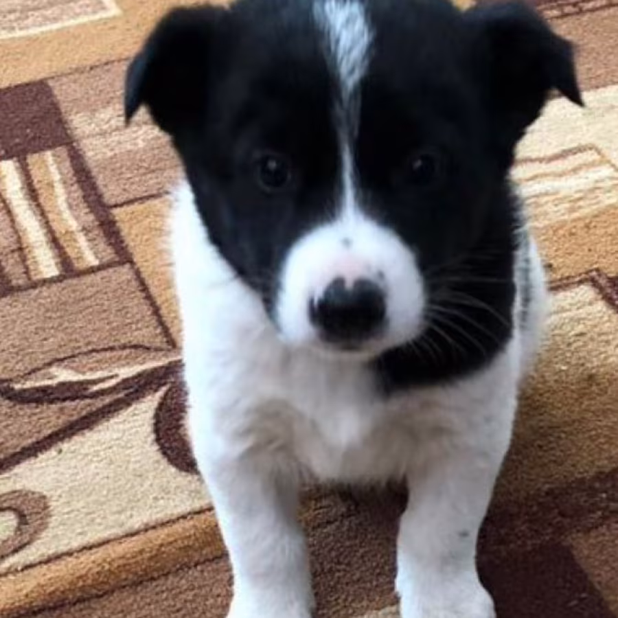 Collie Puppies for Sale in Arkansas Perfect Family Pets!
