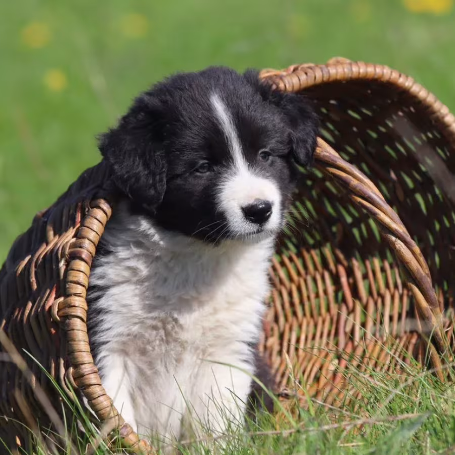 Healthy Collie Puppies for Sale in California Available Now!