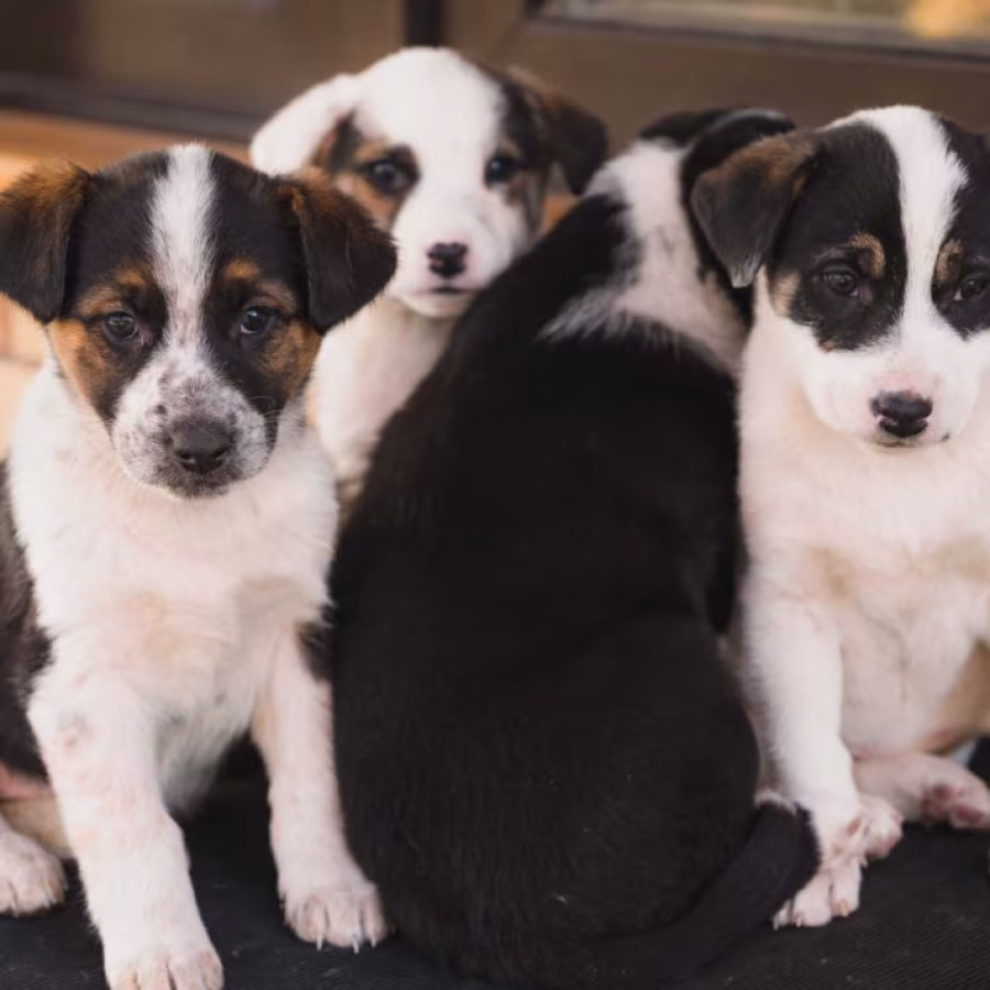 Collie Puppies for Sale in Colorado Limited Availability!