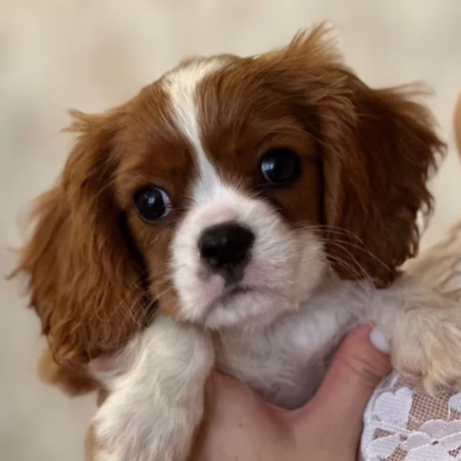 Cavalier King Charles Spaniel Puppies for Sale in Illinois Find You...