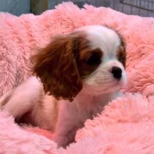 Cavalier King Charles Spaniel Puppies for Sale in Illinois Find You...