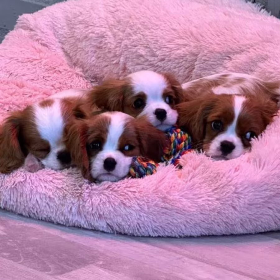 Cavalier King Charles Spaniel Puppies for Sale in Illinois Find You...