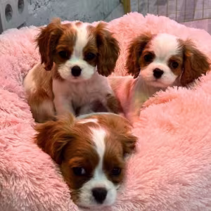 Cavalier King Charles Spaniel Puppies for Sale in Illinois Find You...