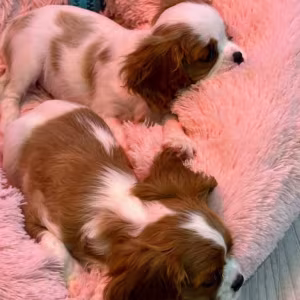 Cavalier King Charles Spaniel Puppies for Sale in Illinois Find You...