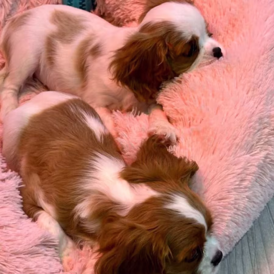 Cavalier King Charles Spaniel Puppies for Sale in Illinois Find You...